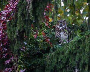 King Tuft, the Great Horned Owl