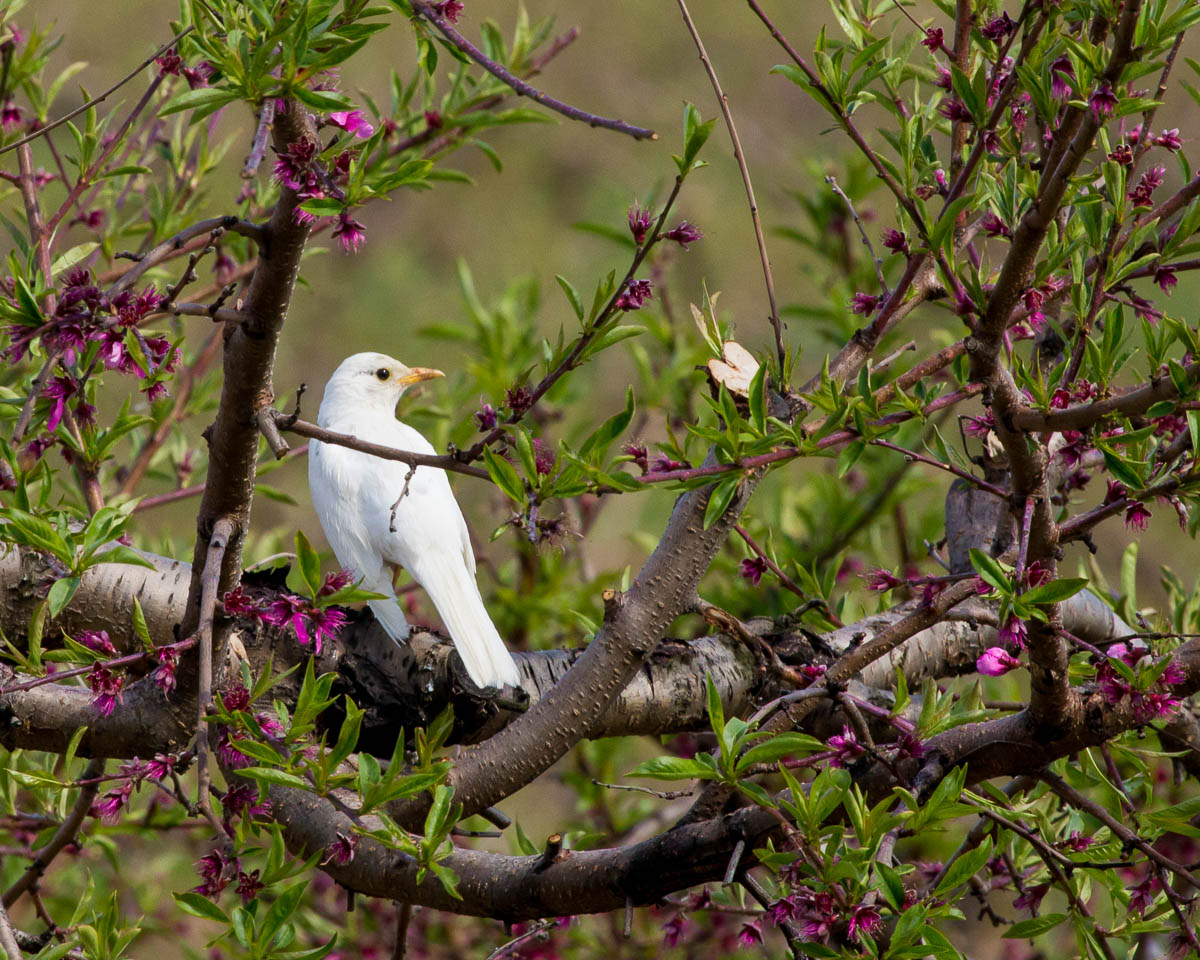 Leucistic American Robin