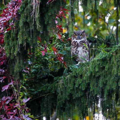 King Tuft the Great Horned Owl