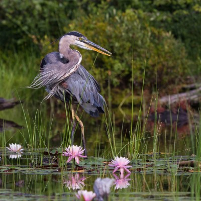 Great Blue Heron