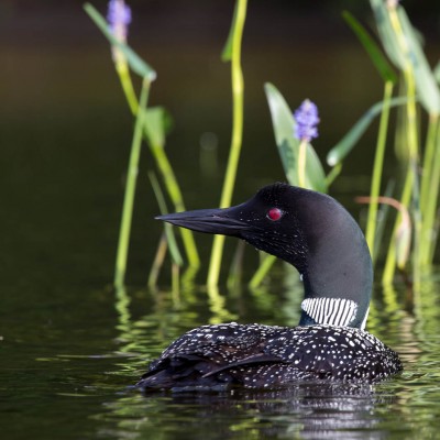 Common Loon