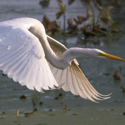 Great Egret