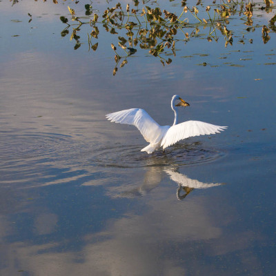 Great Egret with fish