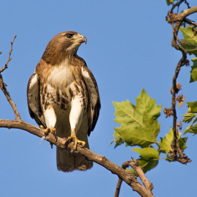 Red-tailed Hawks