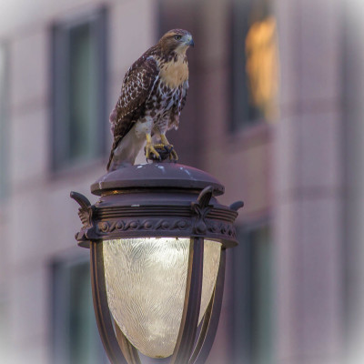 Juvenile Red-tailed Hawk