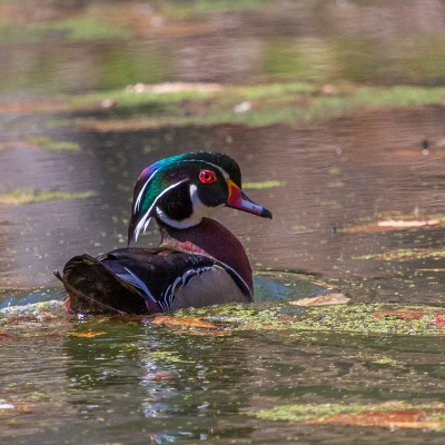 Wood Ducks and more
