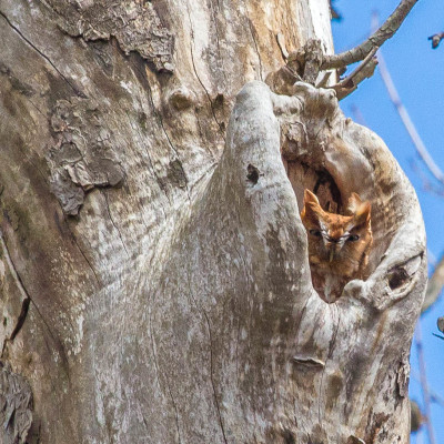 Eastern Screech Owls