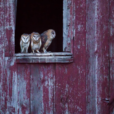 Barn Owls