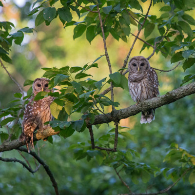 Barred Owls