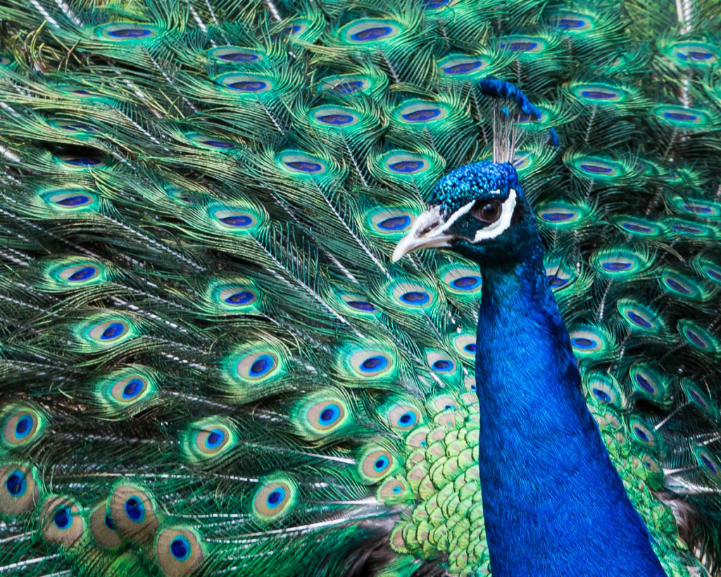 "Pretty as a Peacock" Peacock Print