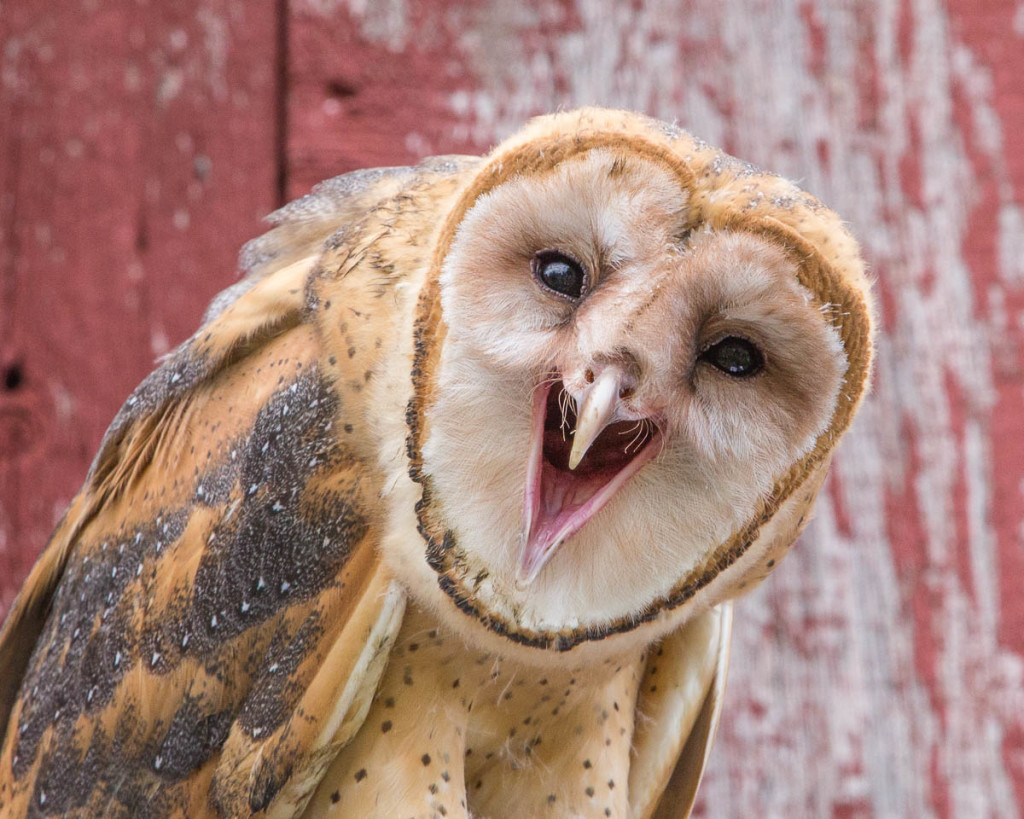 "Wassup" - Barn Owl