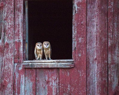 "Siblings" Barn Owls