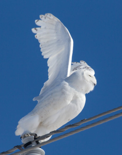 "Freedom" Snowy Owl print