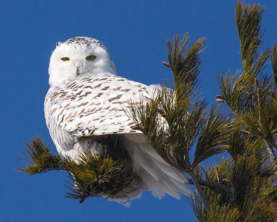 "Snowy in the Pines 2" Snowy Owl Print