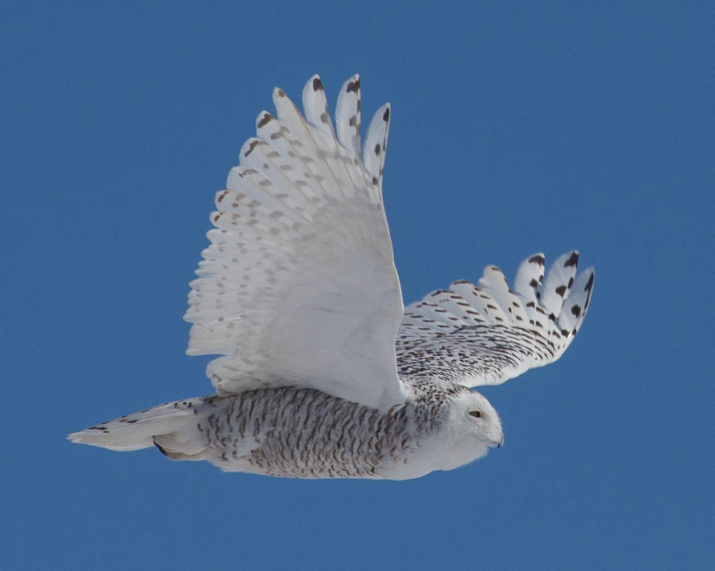 "Snowy in Flight" Snowy Owl print
