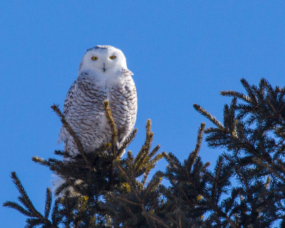 Snowy Owl, Wisconsin 2015