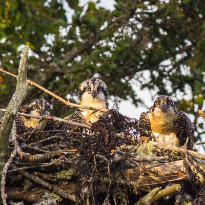 Hog Island Osprey