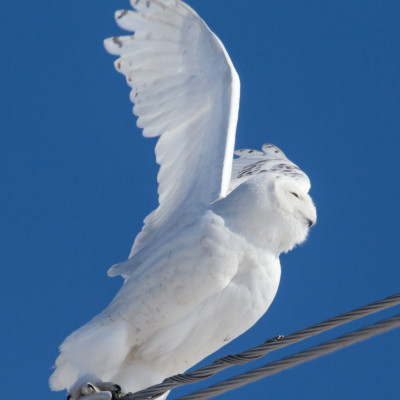 Snowy Owls