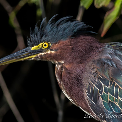 Green Herons