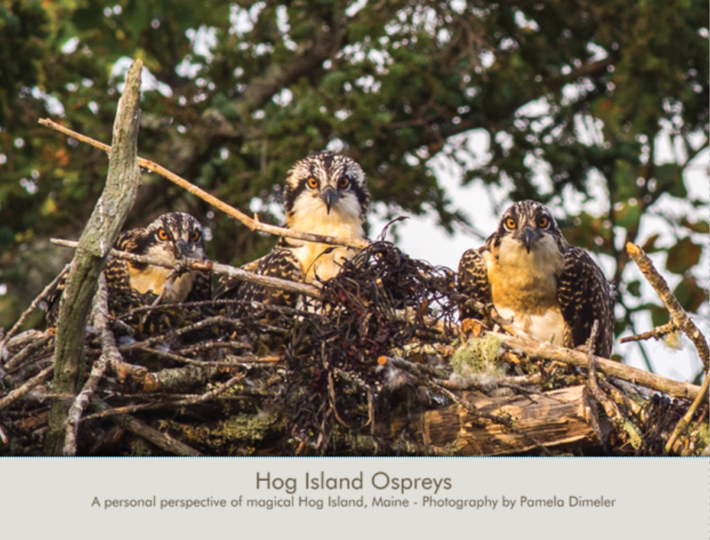 Hog Island Osprey Calendar 2017